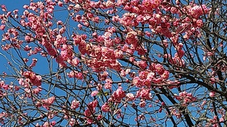 DSC_7537.JPG