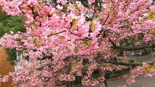 DSC_7625~2.JPG