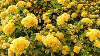 DSC_7913~2.JPG