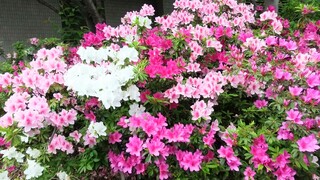 DSC_7915~2.JPG