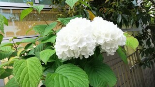 DSC_7917~2.JPG